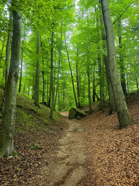 Reklamlar için kaliteli HD orman manzarası fotoğrafları, tasarım yaratıcılığı. İnternet siteleri ve sosyal medya baskısı için mükemmel. Çarpıcı kalitede bir doğa.