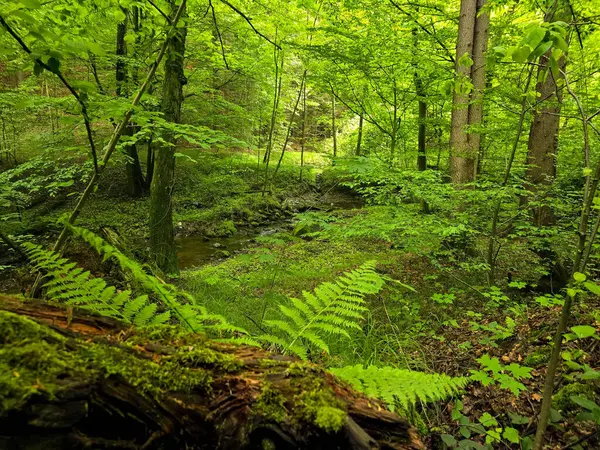 Reklamlar için kaliteli HD orman manzarası fotoğrafları, tasarım yaratıcılığı. İnternet siteleri ve sosyal medya baskısı için mükemmel. Çarpıcı kalitede bir doğa.