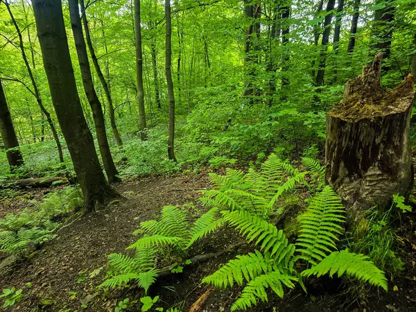 Reklamlar için kaliteli HD orman manzarası fotoğrafları, tasarım yaratıcılığı. İnternet siteleri ve sosyal medya baskısı için mükemmel. Çarpıcı kalitede bir doğa.