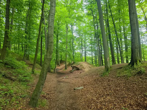 Reklamlar için kaliteli HD orman manzarası fotoğrafları, tasarım yaratıcılığı. İnternet siteleri ve sosyal medya baskısı için mükemmel. Çarpıcı kalitede bir doğa.