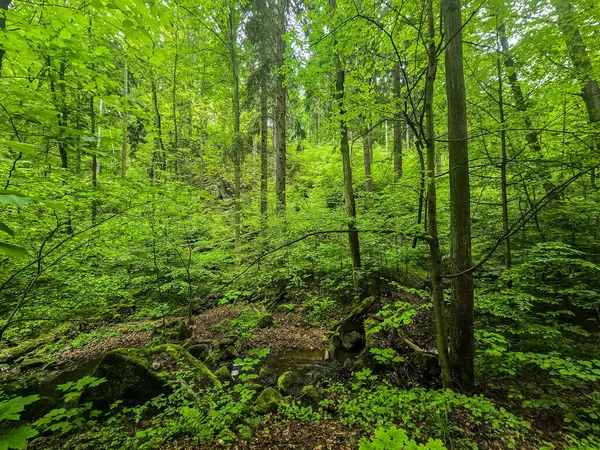 Reklamlar için kaliteli HD orman manzarası fotoğrafları, tasarım yaratıcılığı. İnternet siteleri ve sosyal medya baskısı için mükemmel. Çarpıcı kalitede bir doğa.