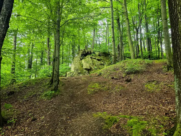Reklamlar için kaliteli HD orman manzarası fotoğrafları, tasarım yaratıcılığı. İnternet siteleri ve sosyal medya baskısı için mükemmel. Çarpıcı kalitede bir doğa.