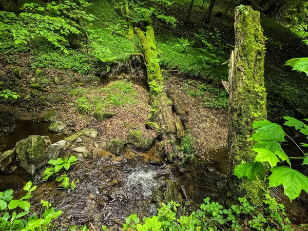 Reklamlar için kaliteli HD orman manzarası fotoğrafları, tasarım yaratıcılığı. İnternet siteleri ve sosyal medya baskısı için mükemmel. Çarpıcı kalitede bir doğa.