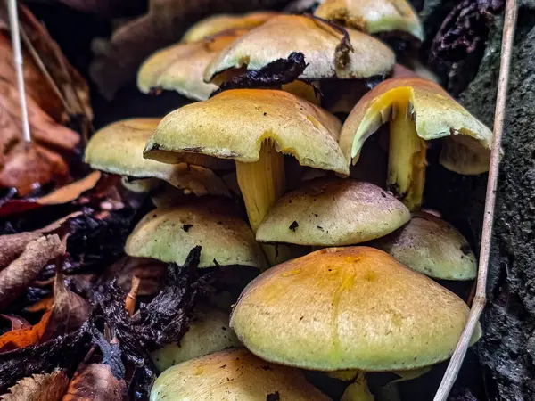 Yenilemez orman mantarlarının büyüleyici koleksiyonu. Eğitim projeleri, bilimsel yayınlar ve yaratıcı tasarım için mükemmel. Makro fotoğrafçılık, detaylar, tehlikeli güzelliğin doğal estetiği..