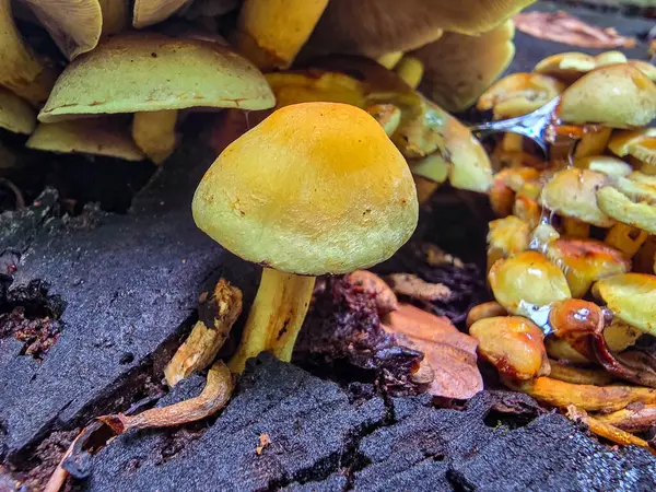 Yenilemez orman mantarlarının büyüleyici koleksiyonu. Eğitim projeleri, bilimsel yayınlar ve yaratıcı tasarım için mükemmel. Makro fotoğrafçılık, detaylar, tehlikeli güzelliğin doğal estetiği..