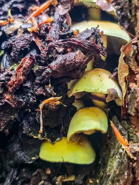 Yenilemez orman mantarlarının büyüleyici koleksiyonu. Eğitim projeleri, bilimsel yayınlar ve yaratıcı tasarım için mükemmel. Makro fotoğrafçılık, detaylar, tehlikeli güzelliğin doğal estetiği..