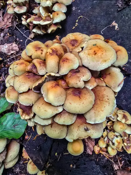 Yenilemez orman mantarlarının büyüleyici koleksiyonu. Eğitim projeleri, bilimsel yayınlar ve yaratıcı tasarım için mükemmel. Makro fotoğrafçılık, detaylar, tehlikeli güzelliğin doğal estetiği..