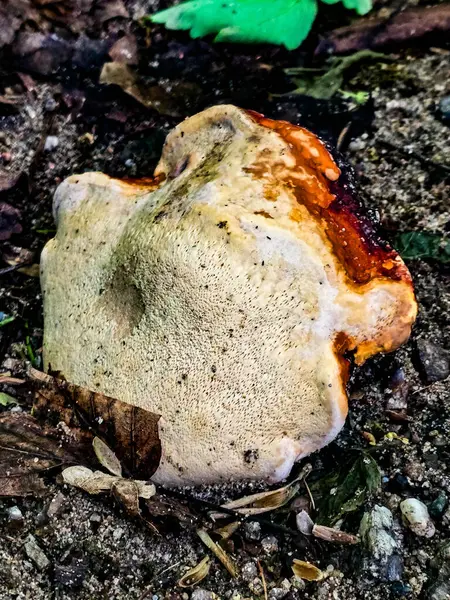 Yenilemez orman mantarlarının büyüleyici koleksiyonu. Eğitim projeleri, bilimsel yayınlar ve yaratıcı tasarım için mükemmel. Makro fotoğrafçılık, detaylar, tehlikeli güzelliğin doğal estetiği..