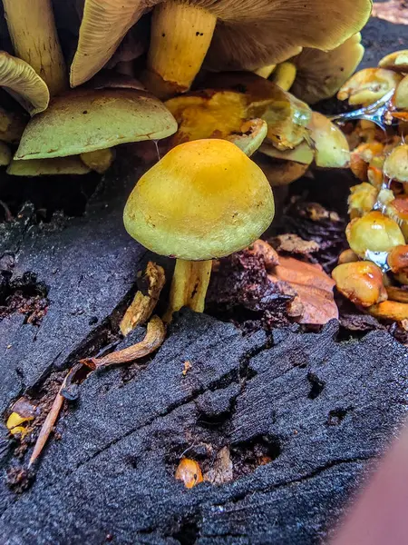 Yenilemez orman mantarlarının büyüleyici koleksiyonu. Eğitim projeleri, bilimsel yayınlar ve yaratıcı tasarım için mükemmel. Makro fotoğrafçılık, detaylar, tehlikeli güzelliğin doğal estetiği..
