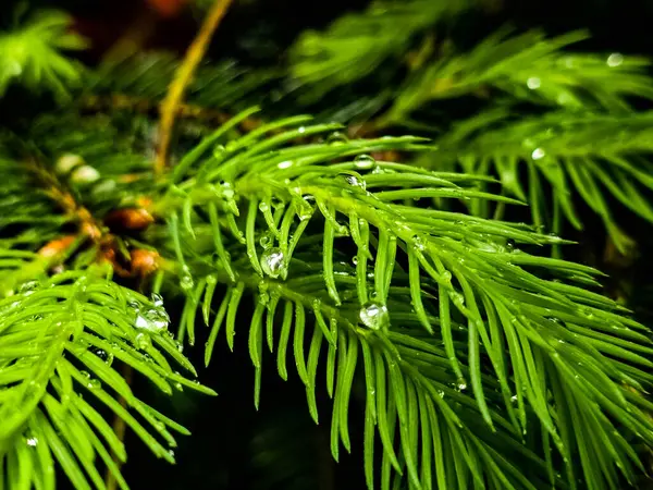 Vahşi orman bitki fotoğrafları koleksiyonu. Botanik projeleri, eko-tasarım ve eğitim materyalleri için mükemmel. Her karede doğal güzellik