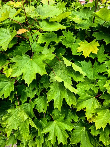 Vahşi orman bitki fotoğrafları koleksiyonu. Botanik projeleri, eko-tasarım ve eğitim materyalleri için mükemmel. Her karede doğal güzellik