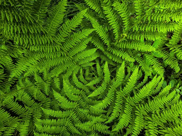 Vahşi orman bitki fotoğrafları koleksiyonu. Botanik projeleri, eko-tasarım ve eğitim materyalleri için mükemmel. Her karede doğal güzellik