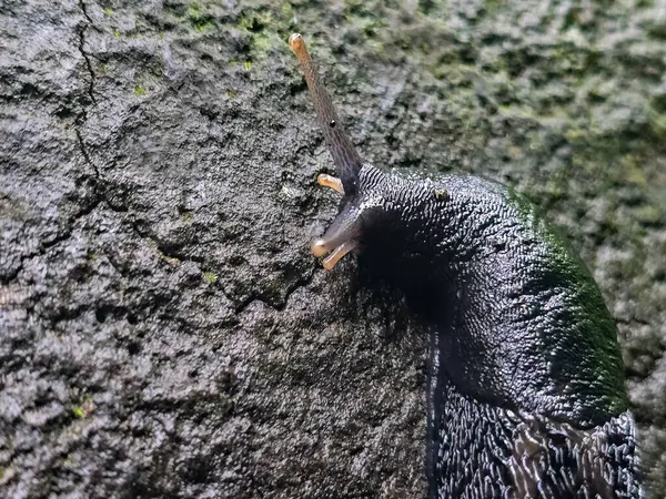 Doğal ortamda eşsiz vahşi yaşam fotoğrafları. Ekolojik projeler, eğitim materyalleri ve tasarım için mükemmel. Orman hayvanlarının nadir anlarını yakaladık.