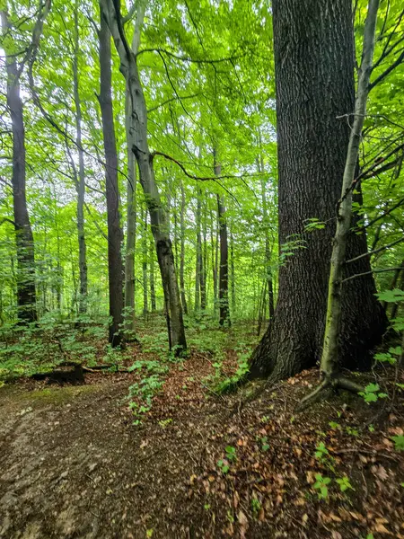 HD 'deki görkemli vahşi orman manzaraları. Tasarım, eko-projeler ve medya için mükemmel. Yoğun çalılıklar, sisli vadiler, hiç dokunulmamış doğa.