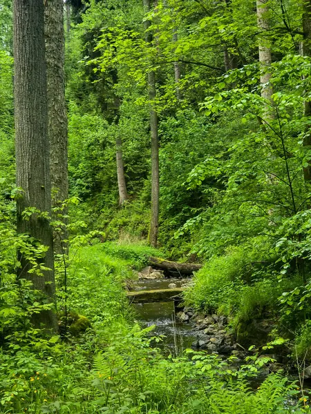 HD 'deki görkemli vahşi orman manzaraları. Tasarım, eko-projeler ve medya için mükemmel. Yoğun çalılıklar, sisli vadiler, hiç dokunulmamış doğa.
