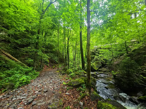 HD 'deki görkemli vahşi orman manzaraları. Tasarım, eko-projeler ve medya için mükemmel. Yoğun çalılıklar, sisli vadiler, hiç dokunulmamış doğa.