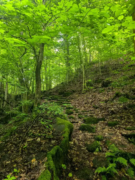 HD 'deki görkemli vahşi orman manzaraları. Tasarım, eko-projeler ve medya için mükemmel. Yoğun çalılıklar, sisli vadiler, hiç dokunulmamış doğa.
