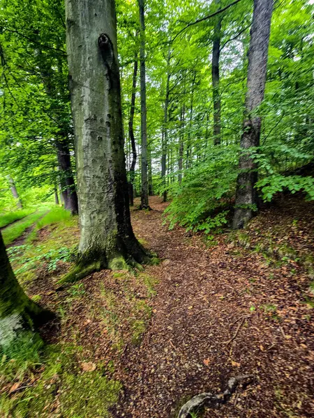 HD 'deki görkemli vahşi orman manzaraları. Tasarım, eko-projeler ve medya için mükemmel. Yoğun çalılıklar, sisli vadiler, hiç dokunulmamış doğa.