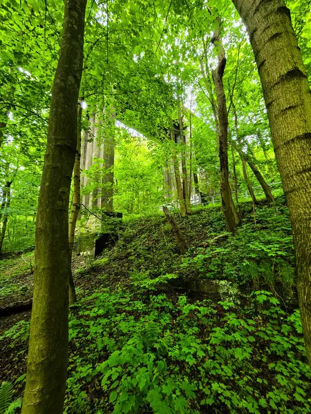 HD 'deki görkemli vahşi orman manzaraları. Tasarım, eko-projeler ve medya için mükemmel. Yoğun çalılıklar, sisli vadiler, hiç dokunulmamış doğa.