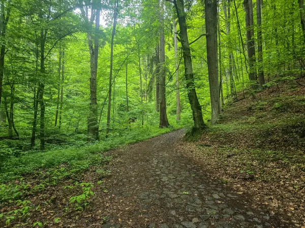 HD 'deki görkemli vahşi orman manzaraları. Tasarım, eko-projeler ve medya için mükemmel. Yoğun çalılıklar, sisli vadiler, hiç dokunulmamış doğa.