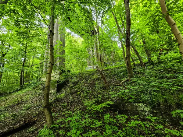 HD 'deki görkemli vahşi orman manzaraları. Tasarım, eko-projeler ve medya için mükemmel. Yoğun çalılıklar, sisli vadiler, hiç dokunulmamış doğa.