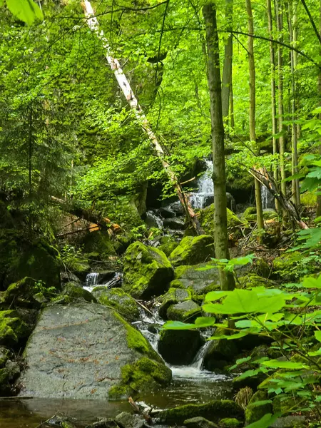 HD 'deki görkemli vahşi orman manzaraları. Tasarım, eko-projeler ve medya için mükemmel. Yoğun çalılıklar, sisli vadiler, hiç dokunulmamış doğa.