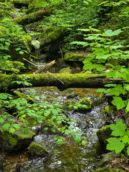 HD 'deki görkemli vahşi orman manzaraları. Tasarım, eko-projeler ve medya için mükemmel. Yoğun çalılıklar, sisli vadiler, hiç dokunulmamış doğa.