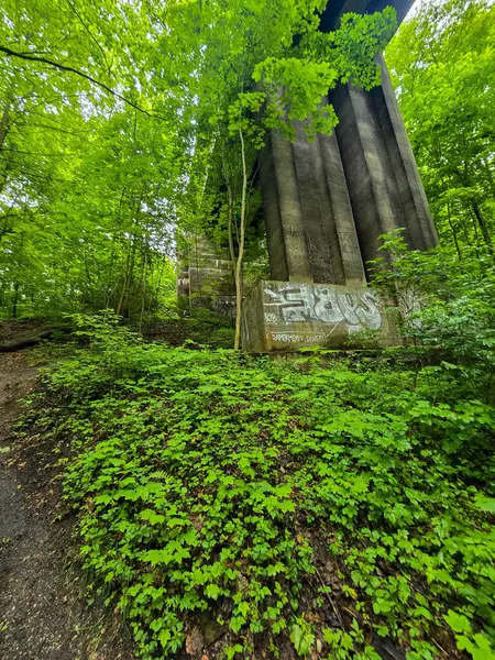 HD 'deki görkemli vahşi orman manzaraları. Tasarım, eko-projeler ve medya için mükemmel. Yoğun çalılıklar, sisli vadiler, hiç dokunulmamış doğa.