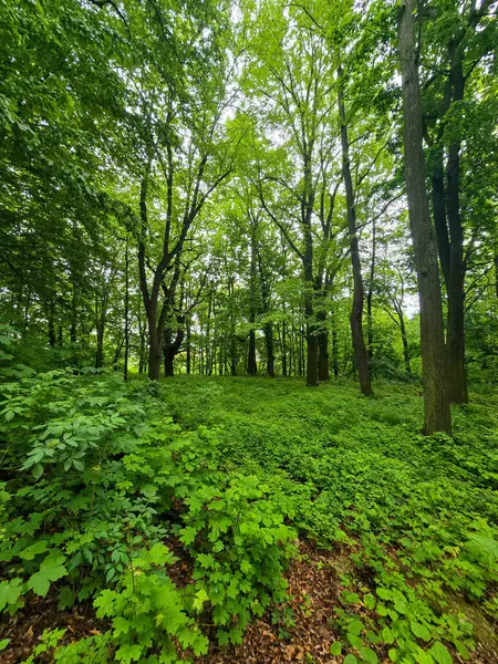 HD 'deki görkemli vahşi orman manzaraları. Tasarım, eko-projeler ve medya için mükemmel. Yoğun çalılıklar, sisli vadiler, hiç dokunulmamış doğa.