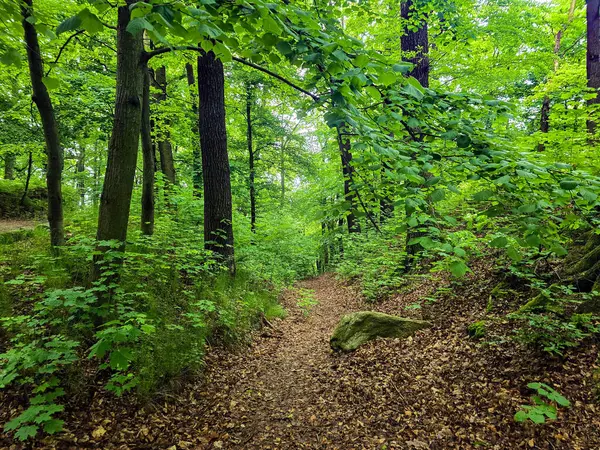 HD 'deki görkemli vahşi orman manzaraları. Tasarım, eko-projeler ve medya için mükemmel. Yoğun çalılıklar, sisli vadiler, hiç dokunulmamış doğa.