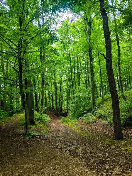 HD 'deki görkemli vahşi orman manzaraları. Tasarım, eko-projeler ve medya için mükemmel. Yoğun çalılıklar, sisli vadiler, hiç dokunulmamış doğa.