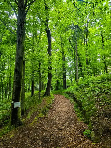 HD 'deki görkemli vahşi orman manzaraları. Tasarım, eko-projeler ve medya için mükemmel. Yoğun çalılıklar, sisli vadiler, hiç dokunulmamış doğa.