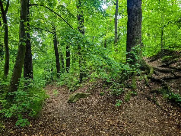 HD 'deki görkemli vahşi orman manzaraları. Tasarım, eko-projeler ve medya için mükemmel. Yoğun çalılıklar, sisli vadiler, hiç dokunulmamış doğa.