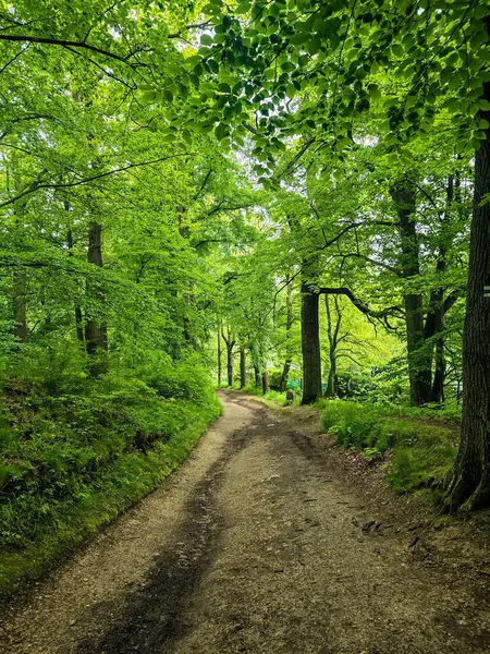 HD 'deki görkemli vahşi orman manzaraları. Tasarım, eko-projeler ve medya için mükemmel. Yoğun çalılıklar, sisli vadiler, hiç dokunulmamış doğa.