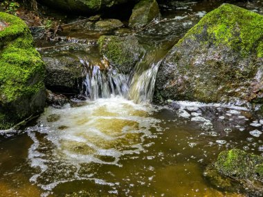 Kristal gibi berrak derelerle büyüleyici vahşi orman manzaraları. Tasarım, eko-projeler ve rahatlama içeriği için mükemmel. Her karede canlı doğa