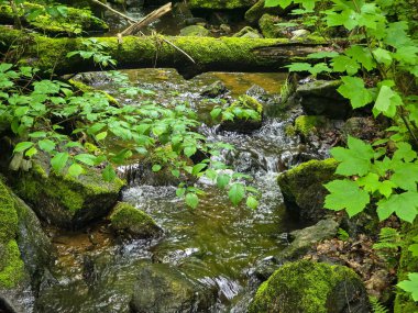 Kristal gibi berrak derelerle büyüleyici vahşi orman manzaraları. Tasarım, eko-projeler ve rahatlama içeriği için mükemmel. Her karede canlı doğa