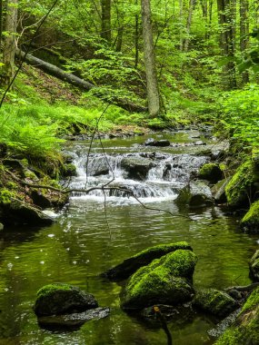Kristal gibi berrak derelerle büyüleyici vahşi orman manzaraları. Tasarım, eko-projeler ve rahatlama içeriği için mükemmel. Her karede canlı doğa