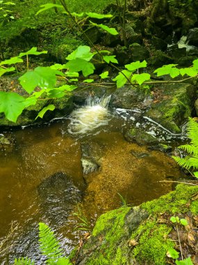 Kristal gibi berrak derelerle büyüleyici vahşi orman manzaraları. Tasarım, eko-projeler ve rahatlama içeriği için mükemmel. Her karede canlı doğa