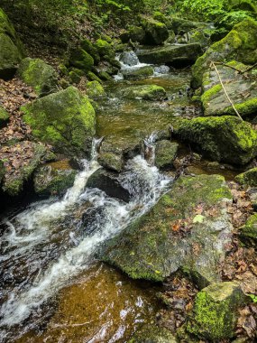 Kristal gibi berrak derelerle büyüleyici vahşi orman manzaraları. Tasarım, eko-projeler ve rahatlama içeriği için mükemmel. Her karede canlı doğa