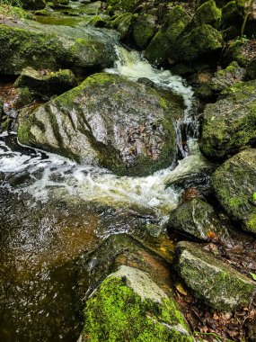 Kristal gibi berrak derelerle büyüleyici vahşi orman manzaraları. Tasarım, eko-projeler ve rahatlama içeriği için mükemmel. Her karede canlı doğa