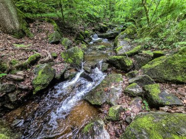 Kristal gibi berrak derelerle büyüleyici vahşi orman manzaraları. Tasarım, eko-projeler ve rahatlama içeriği için mükemmel. Her karede canlı doğa