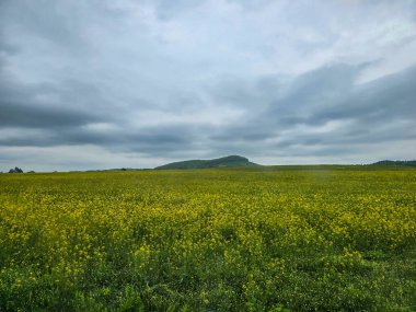 İlham verici doğa manzaraları. Tasarım, reklam ve yaratıcı projeler için mükemmel. Ormanlar, dağlar, nehirler ve tarlalar Her karede yaşayan güzellik