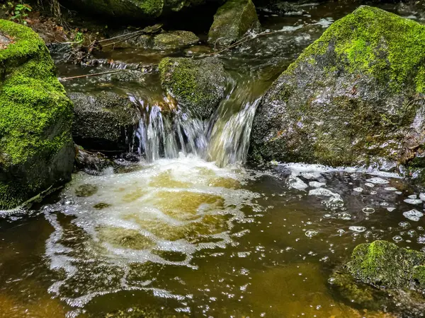 Kristal gibi berrak derelerle büyüleyici vahşi orman manzaraları. Tasarım, eko-projeler ve rahatlama içeriği için mükemmel. Her karede canlı doğa