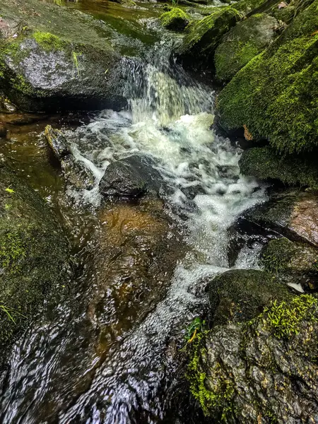 Kristal gibi berrak derelerle büyüleyici vahşi orman manzaraları. Tasarım, eko-projeler ve rahatlama içeriği için mükemmel. Her karede canlı doğa