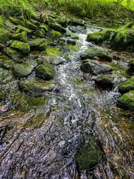 Kristal gibi berrak derelerle büyüleyici vahşi orman manzaraları. Tasarım, eko-projeler ve rahatlama içeriği için mükemmel. Her karede canlı doğa
