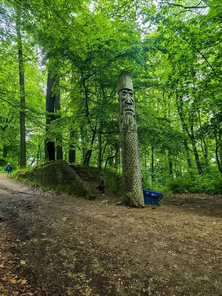 HD 'deki görkemli vahşi orman manzaraları. Tasarım, eko-projeler ve medya için mükemmel. Yoğun çalılıklar, sisli vadiler, hiç dokunulmamış doğa.