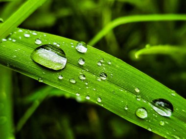 Vahşi orman bitki fotoğrafları koleksiyonu. Botanik projeleri, eko-tasarım ve eğitim materyalleri için mükemmel. Her karede doğal güzellik