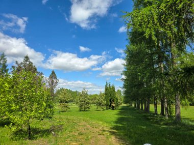 Bereketli yeşillik ve mavi gökyüzü ile canlı güneşli bir manzara. Turizm, reklam ve olumlu içerik için mükemmel. Sıcak yaz renkleri ve doğanın ahengi