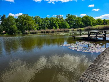 Çiçekli nilüferlerle güzel güneşli göl manzarası. Web siteleri, reklamlar, posterler ve medya için mükemmel. Yüksek kalite, doğal renkler, dingin atmosfer