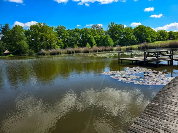 Çiçekli nilüferlerle güzel güneşli göl manzarası. Web siteleri, reklamlar, posterler ve medya için mükemmel. Yüksek kalite, doğal renkler, dingin atmosfer